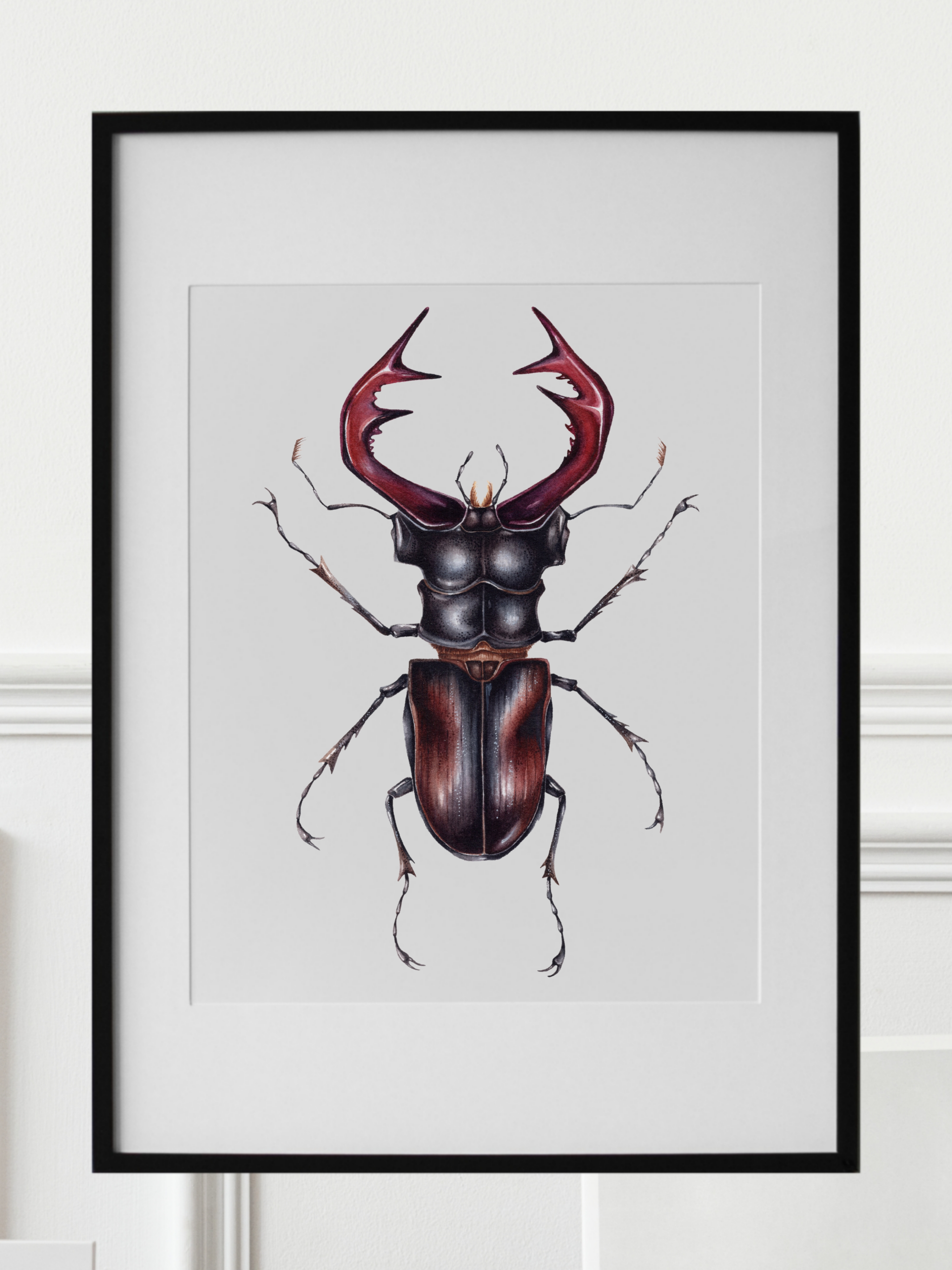 LUCANUS CERVUS